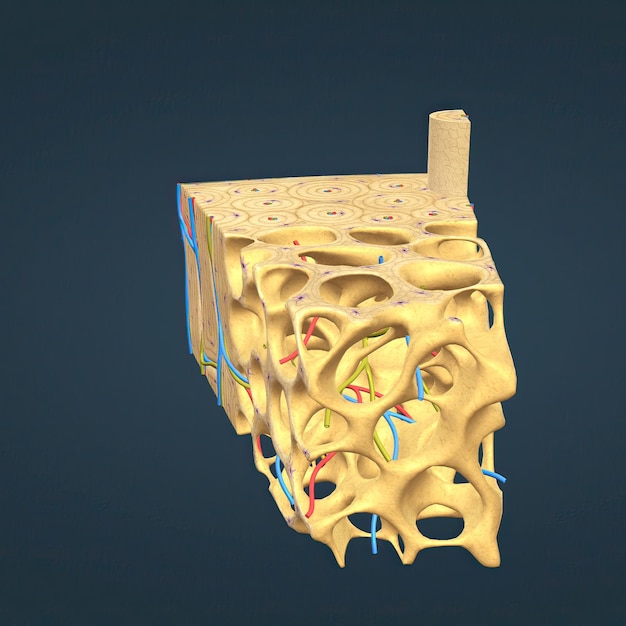 Long bone microscopische weergave anatomie