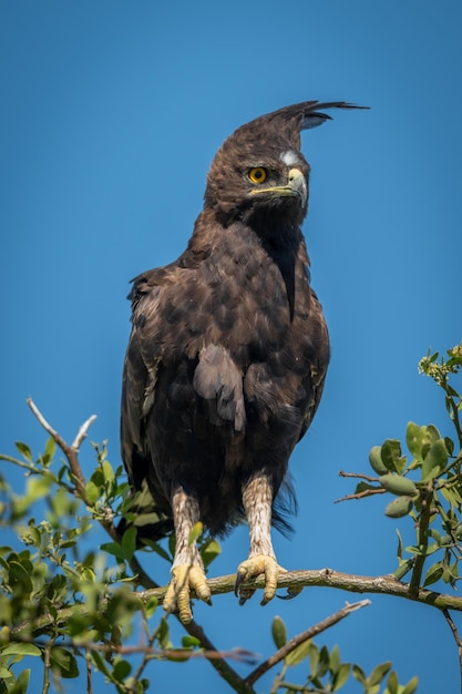 Foto aquila a cresta lunga sul ramo sotto il cielo blu