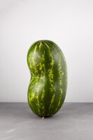 Long deformed ugly watermelon on grey background double conjoined watermelon eating imperfect foods