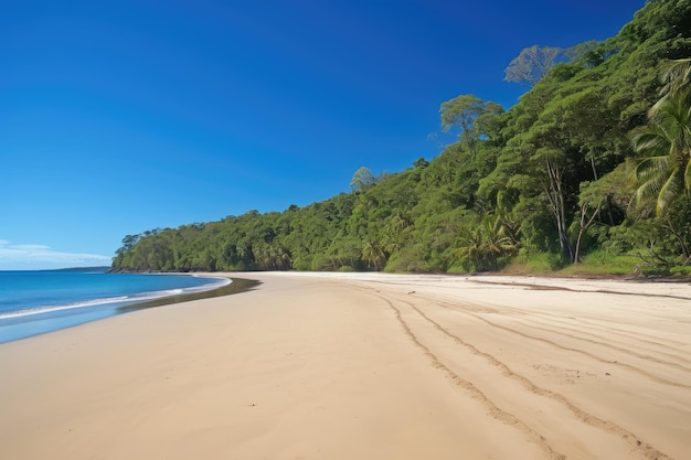 Long deserted beach surrounded by tropical forest and clear blue skies created with generative ai