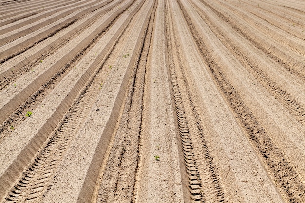 Long dry furrows with potatoes in late spring, closeup