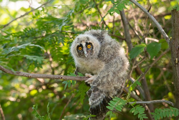 Long-eared Owl Asio otus - owlet closeup portrait.