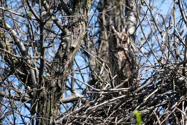 Long eared owl or asio otus perches on its nest