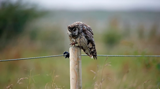 Long eared owl perched on a fence post preening after a shower of rain
