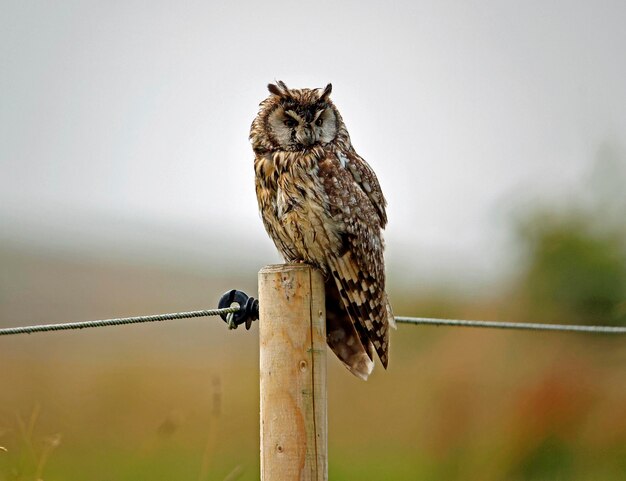 Long eared owl perched on a fence post preening after a shower of rain