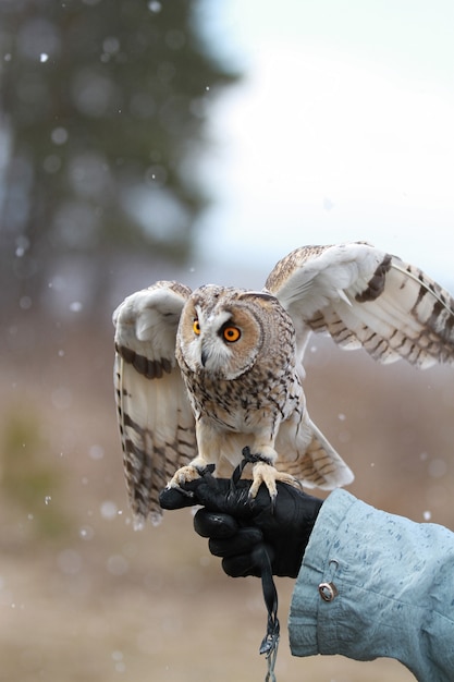 Long-eared owl rendered in the field to fly and to hunt 