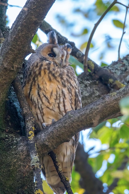 木の上に座っているトラフズク（Asio otus）