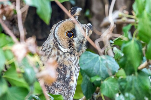 Long eared owl sitting on a tree (Asio otus)