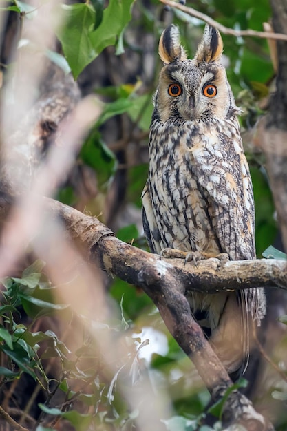 Long eared owl sitting on a tree (Asio otus)