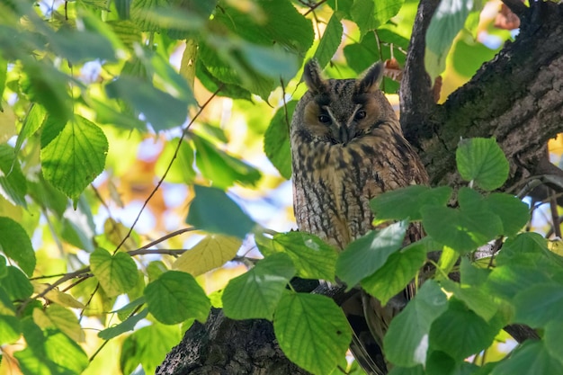 Long Eared Owl sitting on a tree Asio otus