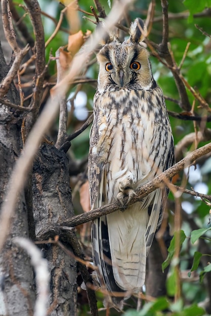 Long eared owl sitting on a tree (Asio otus)