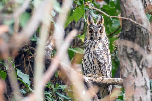 나무에 앉아있는 긴귀 올빼미 (Asio otus)