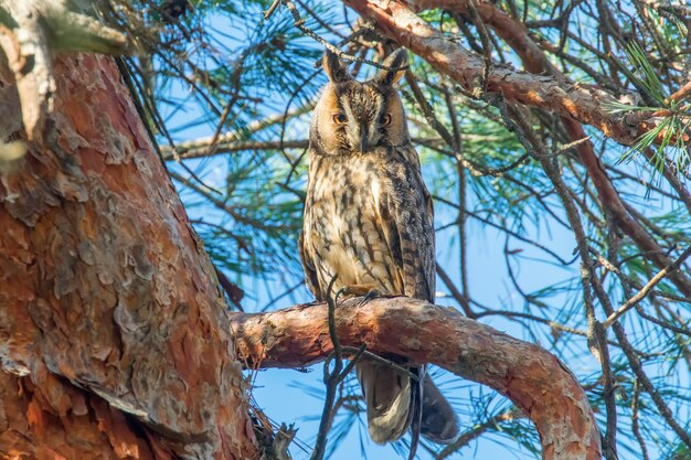 Long Eared Owl sitting on a tree Asio otus