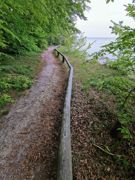 Foto lunga strada vuota nella foresta