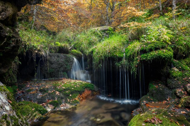 Long exposure in a beech forest in spain autumn colors