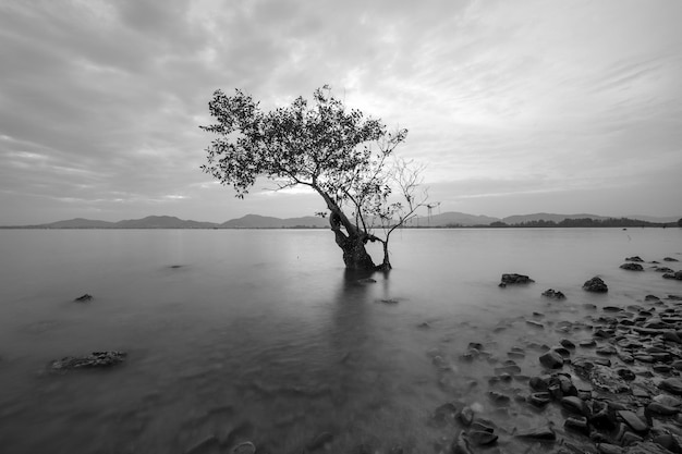 黒と白の画像で海の樹木の長時間露光