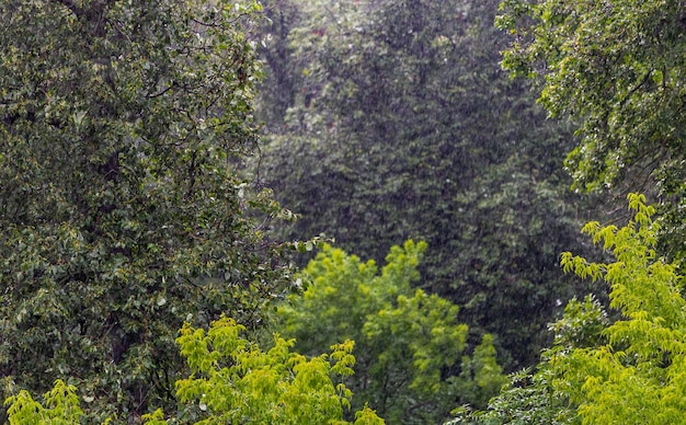 Long and fast rain drops falling in green forest at sunny and windy conditions