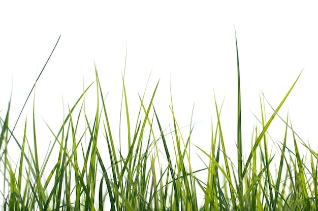 Photo long fresh green grass isolated