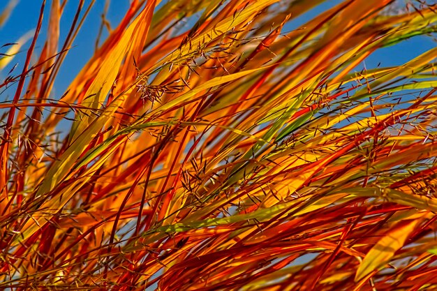 Photo long grass - autumn