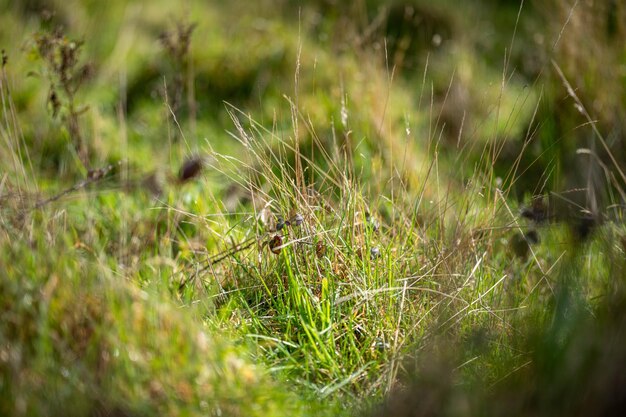 農場の野原にある長い草 オーストラリアの牧場の牧草地にある緑の牧草地