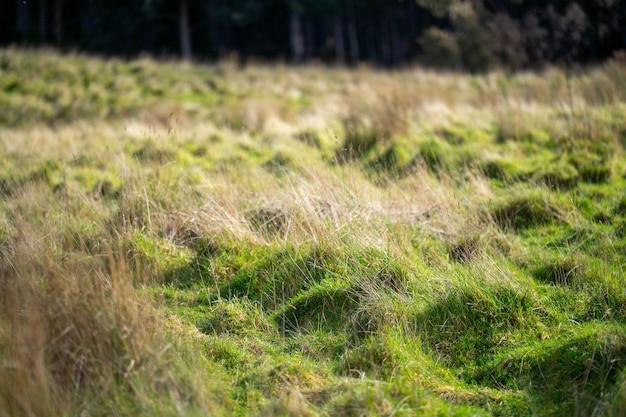 Long grass in a field on a farm Green Pasture in a meadow on a ranch in Australia