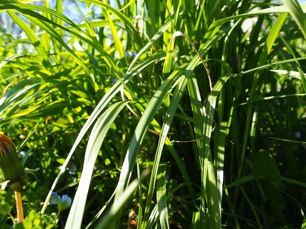 明るい日差しと長い草の牧草地のクローズ アップ