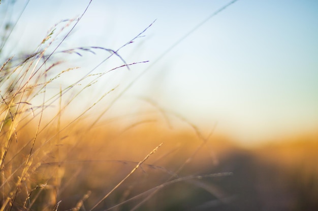 Long grass in sunny summer evening in park Beautiful natural countryside landscape with blurry background