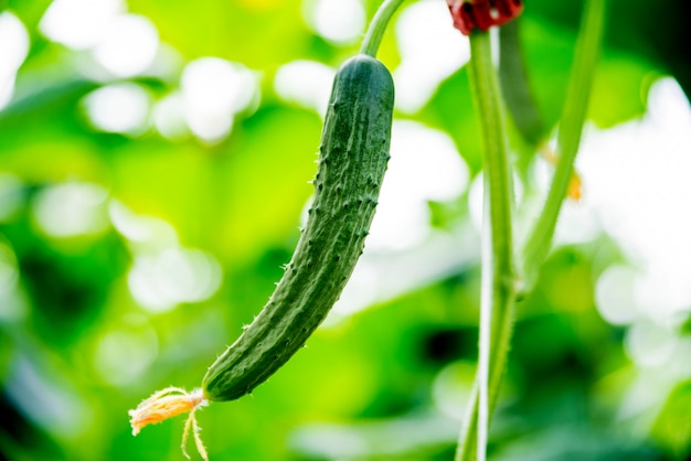 Long green cucumbers on a branch in a greenhouse