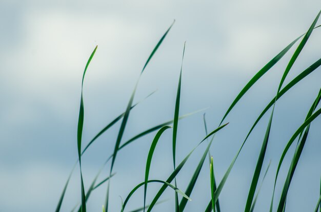 Long green grass and reeds isolated on white background with copy space.