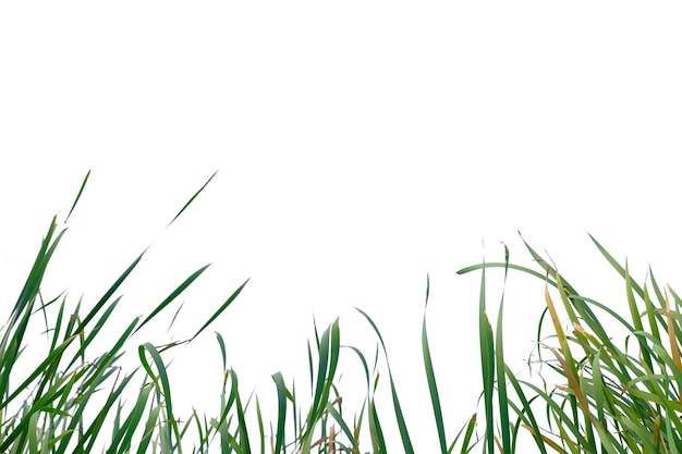 Long green grass and reeds isolated on white background