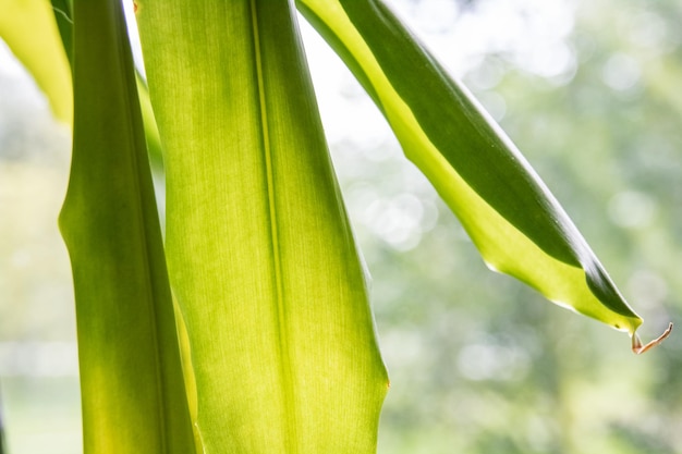 Long green leaves of a home plant