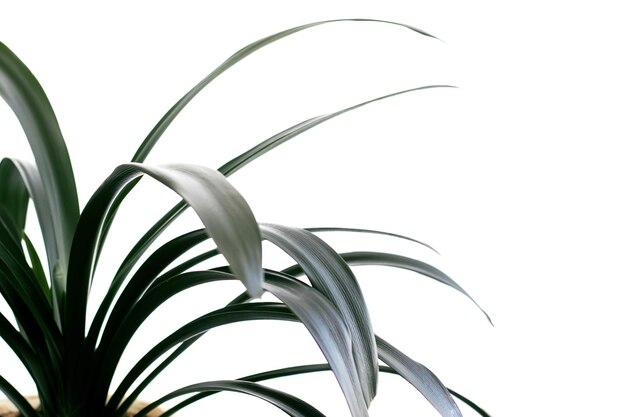 흰색 배경에 고립 된 긴 녹색 잎
