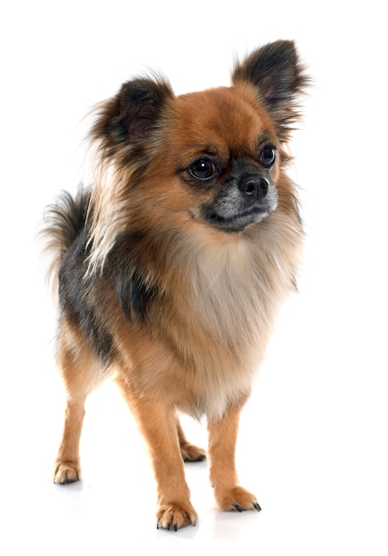 long hair chihuahua