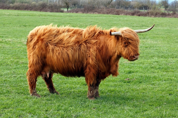 long hair cow