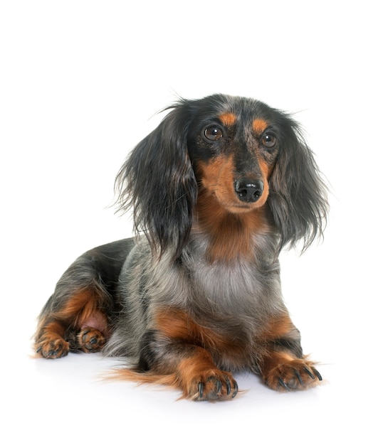 Long hair dachshund in front of white background