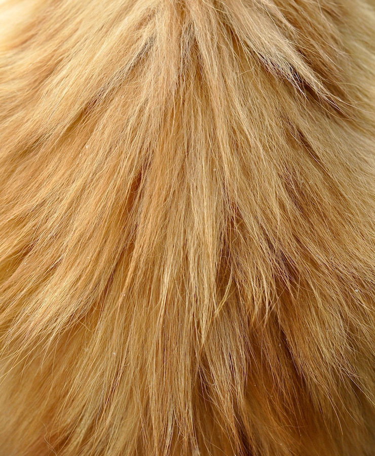 फोटो long hair ginger red cat fur background or texture.