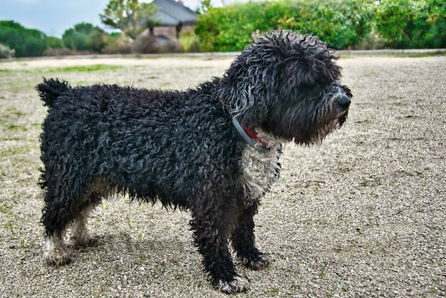 Long-haired black and white Spanish Water Dog from the side in the field.