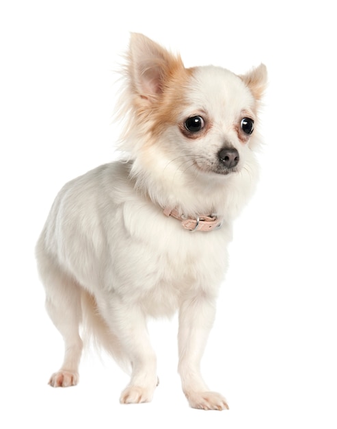 Long haired chihuahua with 11 months old. Dog portrait isolated