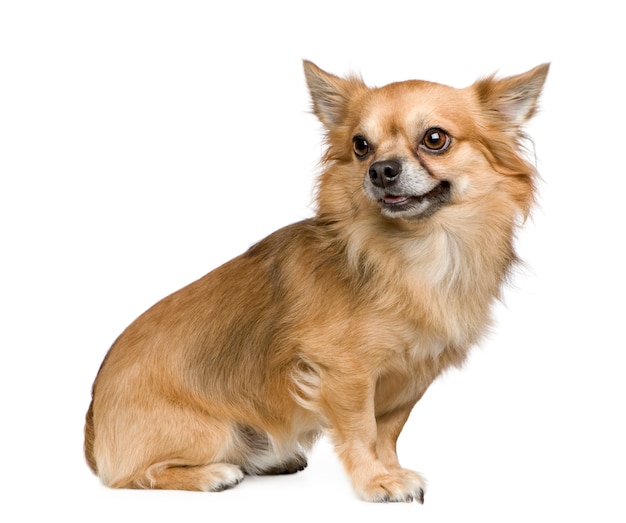 Long haired chihuahua with 3 years. 