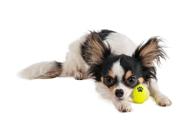 Chihuahua dai capelli lunghi con mini pallina da tennis gialla su sfondo bianco