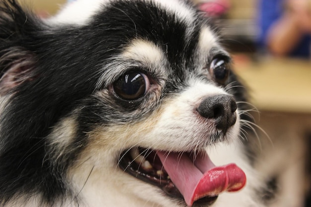 Photo long haired chihuahua