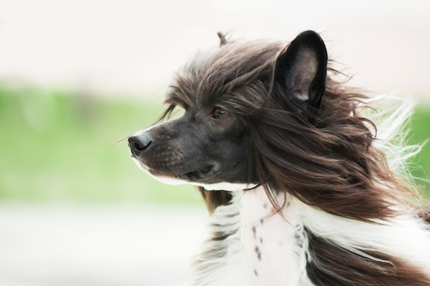 散歩中の長毛のチャイニーズ・クレステッド・ドッグ。毛むくじゃらの犬。毛の長い犬。犬の毛繕い