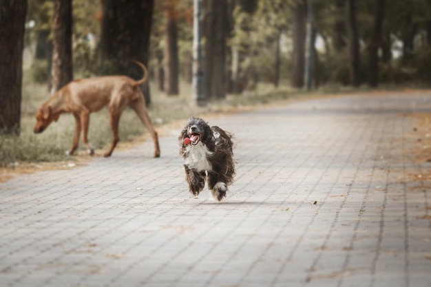 散歩中の長毛のチャイニーズ・クレステッド・ドッグ。毛むくじゃらの犬。毛の長い犬。犬の毛繕い