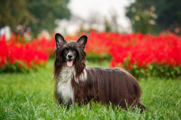 散歩中の長毛のチャイニーズ・クレステッド・ドッグ。毛むくじゃらの犬。毛の長い犬。犬の毛繕い