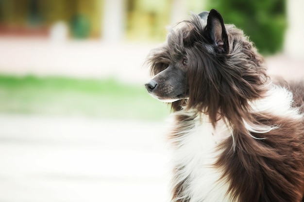 Long-haired Chinese Crested dog on the walk. Furry dog. Long-haired dog. Dog grooming