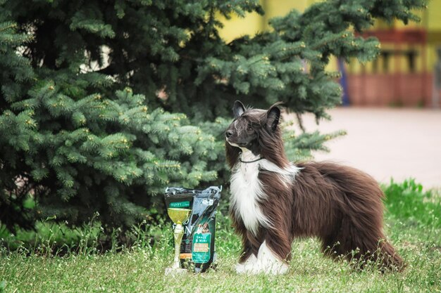 Long-haired Chinese Crested dog on the walk. Furry dog. Long-haired dog. Dog grooming