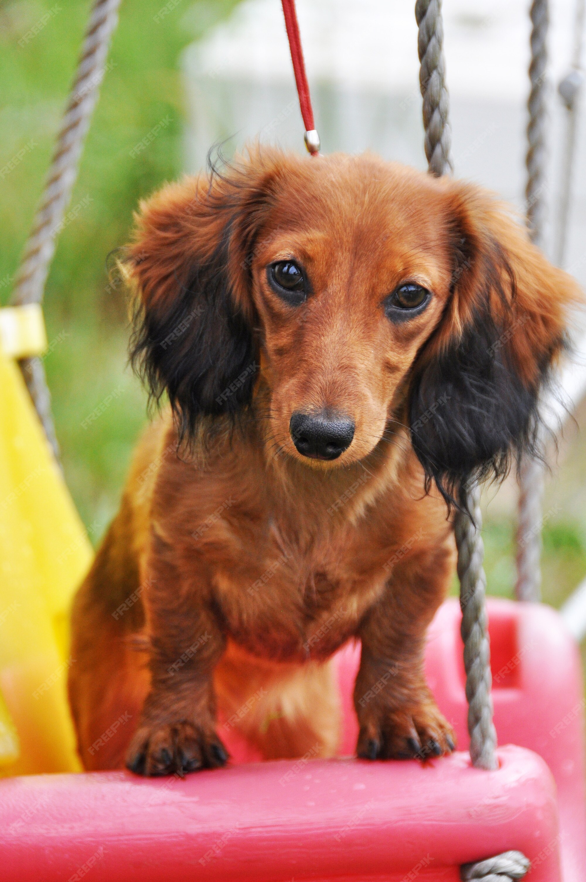 Premium Photo | Long haired dachshund dog sitting on a swing