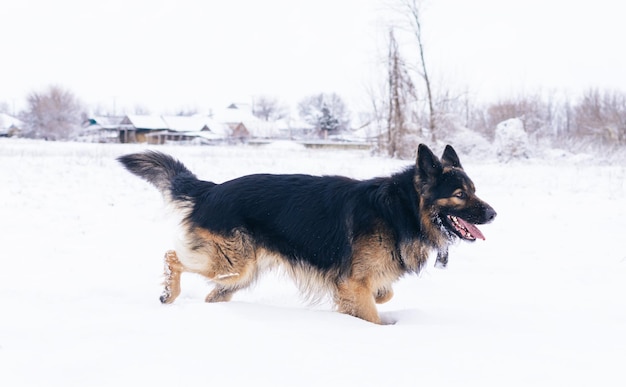 Long haired German Shepherd dog posing outdoors in winter. Show dog in the natural park.