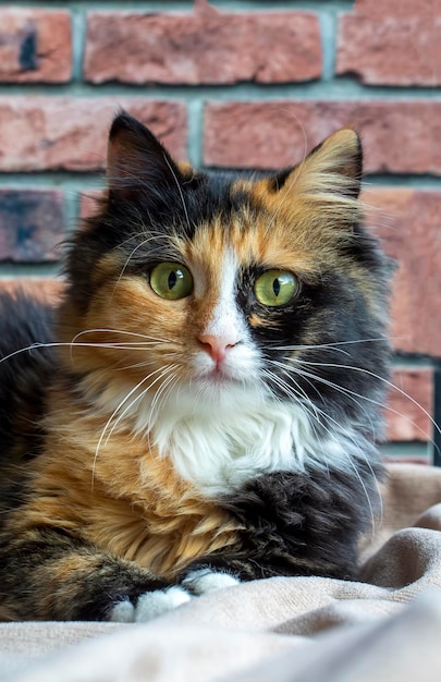 Long-haired kitten calico type cat.