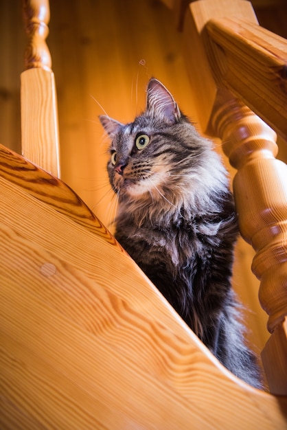 木製の階段に座っている長い髪のノルウェーの猫。